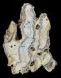 Mammoth Molar Slice With Case - South Carolina #58321-1